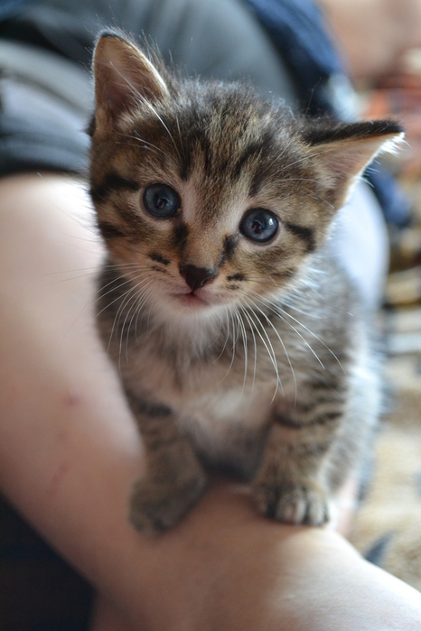 DSC_0387 (466x700, 128Kb)