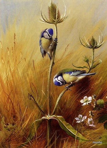 Thorburn_Archibald_Bluetits_On_A_Teasel (369x512, 86Kb)