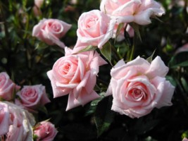 rose-533-26 [320x200] (267x200, 18Kb)