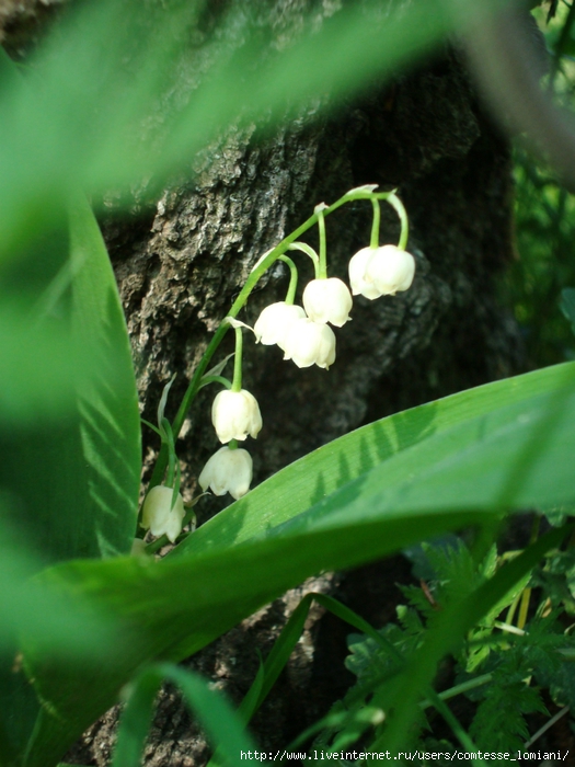 DSC04157 (525x700, 270Kb)