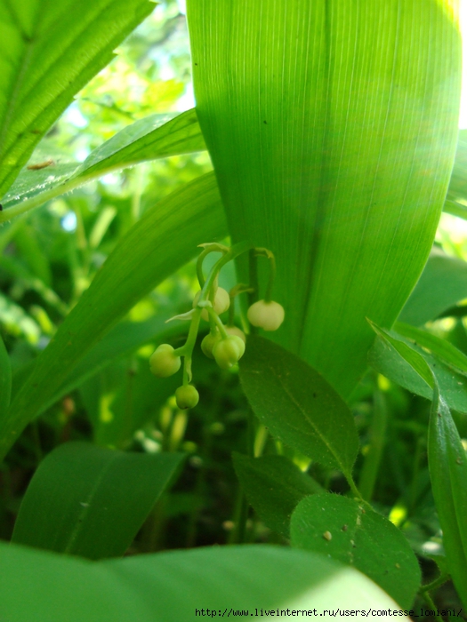 DSC04173 (525x700, 259Kb)