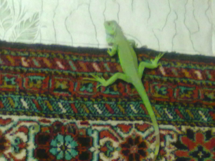 02052012508 (700x525, 403Kb)