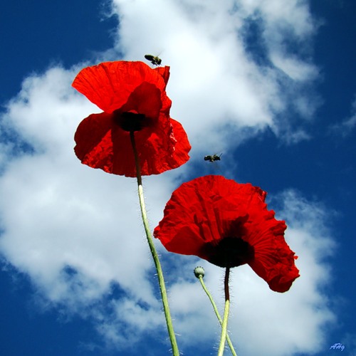 85871017_demotivj (500x500, 47Kb)