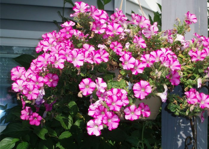 1314370359_petunia04 (1) (700x500, 100Kb)