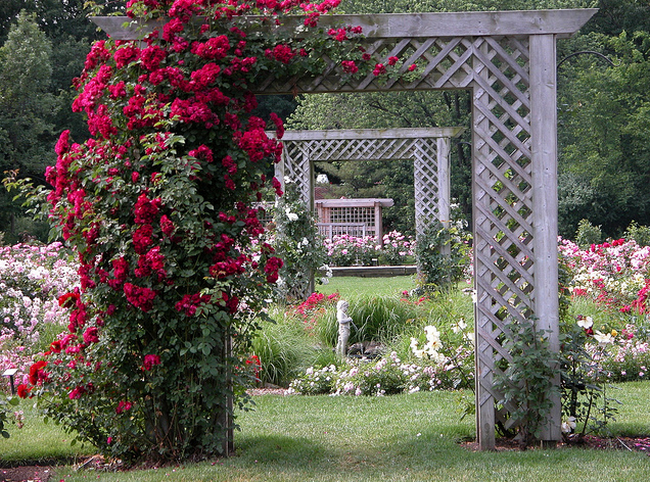 76576280_Old_rose_garden__Flickr__Photo_Sharing (650x482, 877Kb)