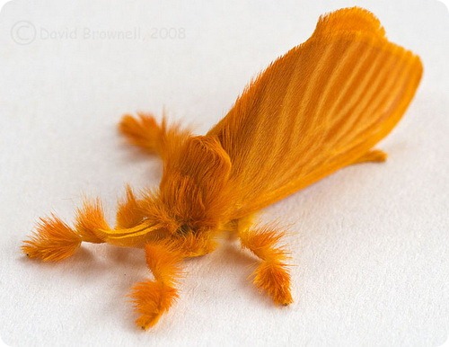 orange_moth_mexico (500x386, 50Kb)