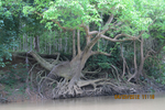  IMG_4072 (700x467, 539Kb)