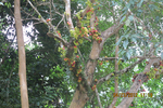  IMG_4075 (700x467, 574Kb)
