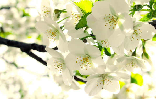 005qzzsg (596x380, 245Kb)