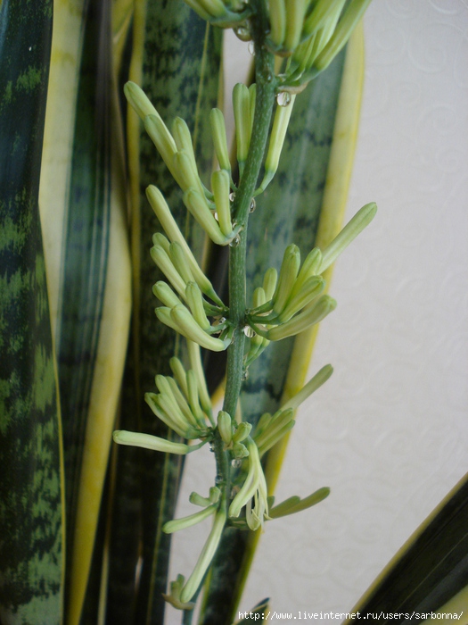 DSC08296 (525x700, 234Kb)