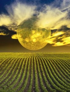 harvest-moon-blog-228x300 (228x300, 25Kb)
