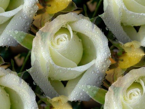 74229058_belie_rozi (500x375, 48Kb)