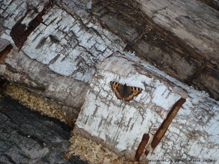 DSC01883 (700x525, 386Kb)