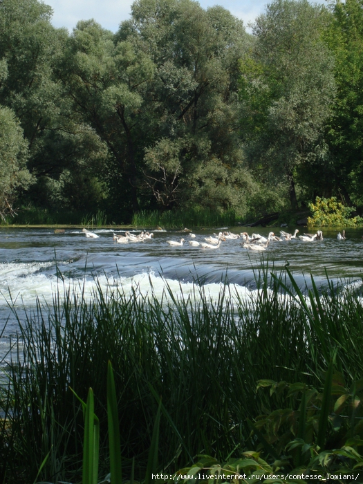 DSC02311 (525x700, 381Kb)