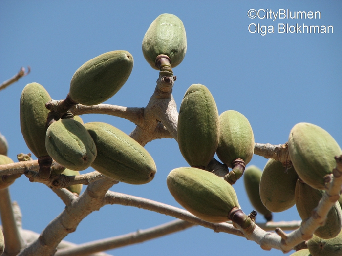 Bombax ceiba1204_9910 (700x525, 258Kb)