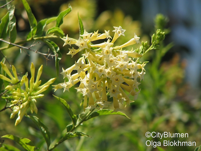 Cestrum aurantiacum1204_9906 (700x525, 278Kb)