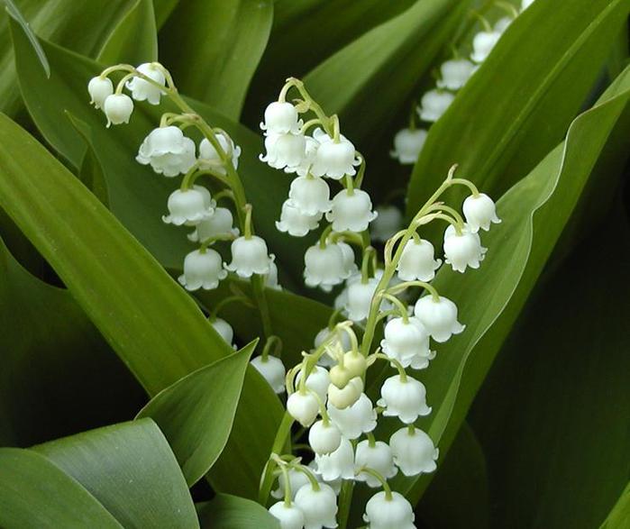 2222299_1267379280_lilyofthevalley (700x587, 49Kb)