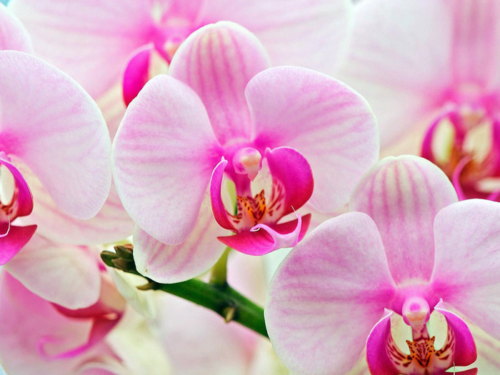 orchids-1600 (700x525, 121Kb)