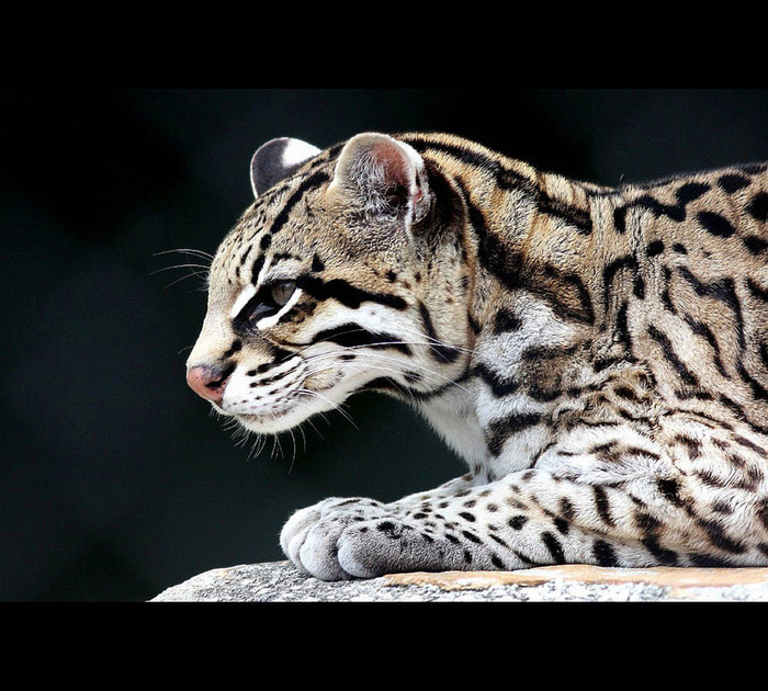 oceloty-hischnye-mlekopitayuschie-koshki-na-cryazone.com-1 (700x630, 156Kb)