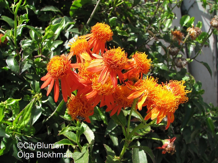 Senecio confusus1204_9974 (700x525, 358Kb)