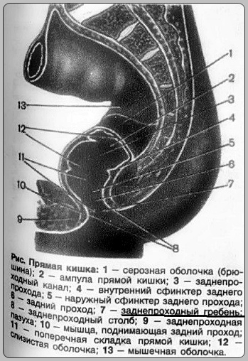 4315980_Pryamaya_kishka (349x508, 104Kb)