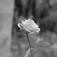 85458343_3219543_tumblr_lyv8v7Y7dP1rojkijo1_500_1_ (198x198, 294Kb)