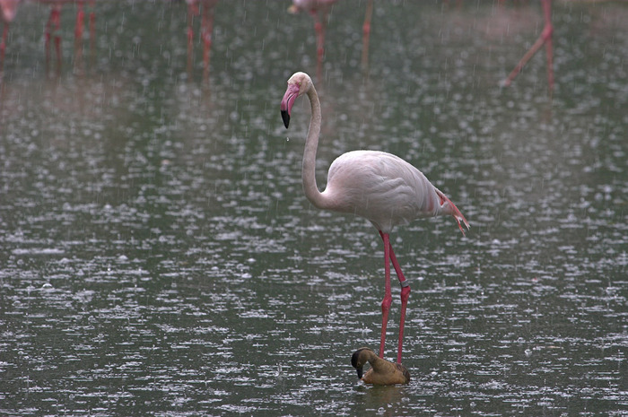 flamingo-01-thumb-700x466-11247 (700x465, 152Kb)