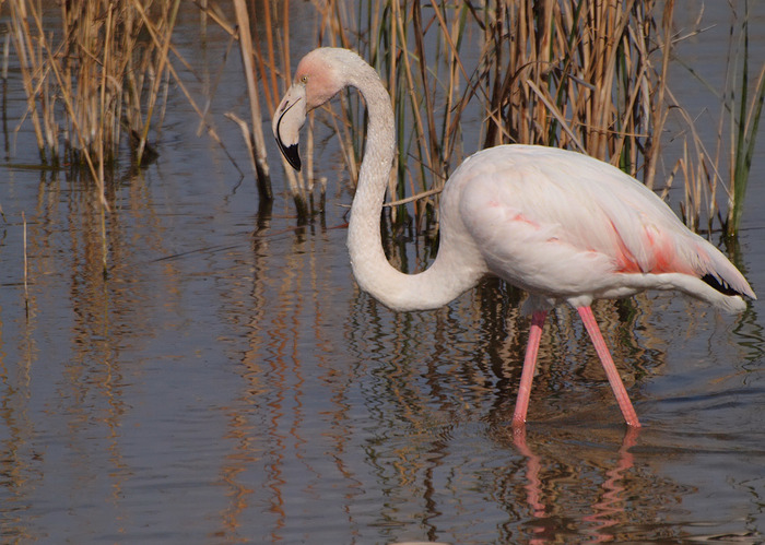 flamingo-03-thumb-700x500-11251 (700x499, 150Kb)