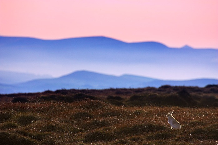 mountain-hare-backlit-at-dusk (700x466, 71Kb)