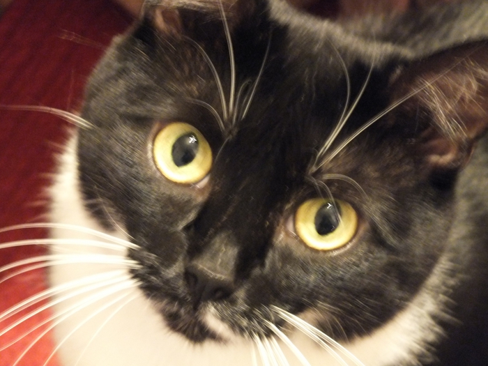 3309684_DSCF0066 (700x525, 244Kb)