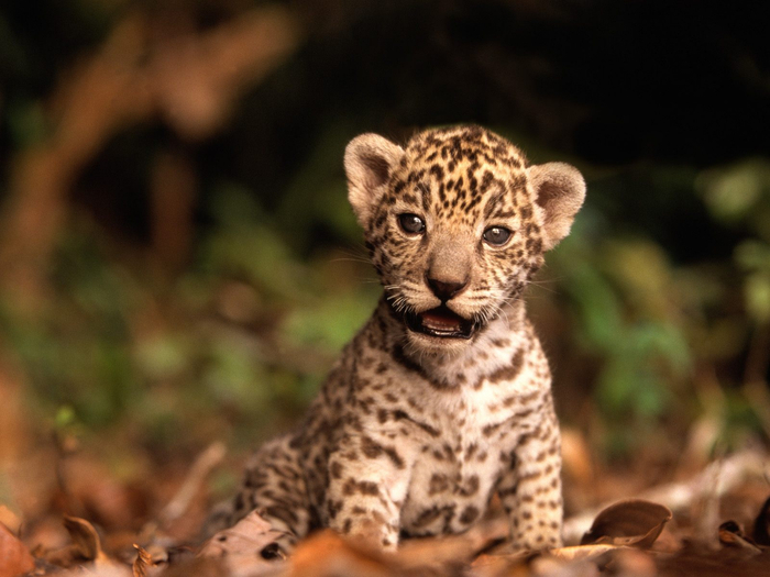 Leopard-baby-wallpaper[1] (700x525, 333Kb)