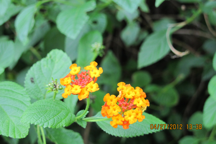 IMG_5440 (700x467, 365Kb)