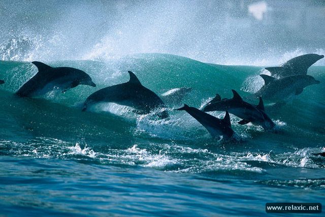 Dolphins_017 (740x528, 65Kb)