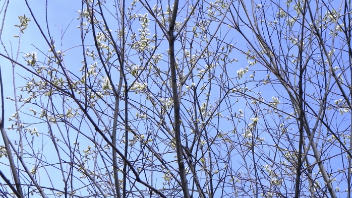 DSCN6412 (700x393, 312Kb)