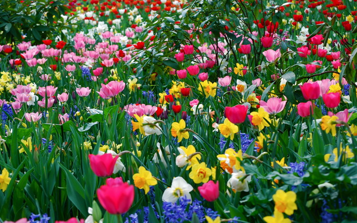 186368_1680_1050 (700x438, 203Kb)