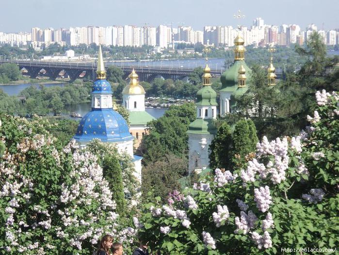 Сирень. Киев, ботанический сад