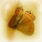  2 (140x140, 21Kb)