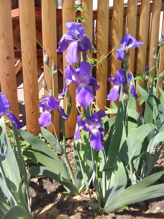 4832359_DSC00776_2_ (525x700, 328Kb)