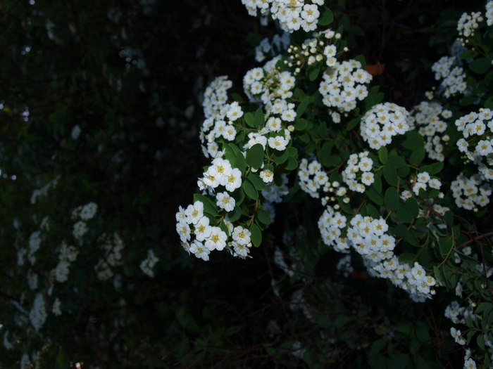 P4283554 (700x525, 416Kb)