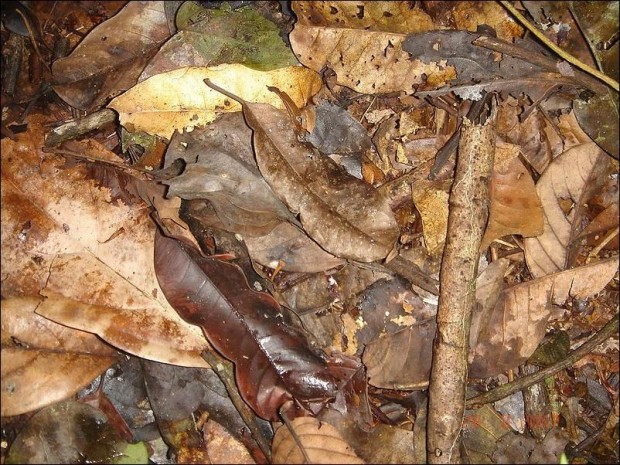 0-Dttzg2Db4-620x465 (620x465, 132Kb)