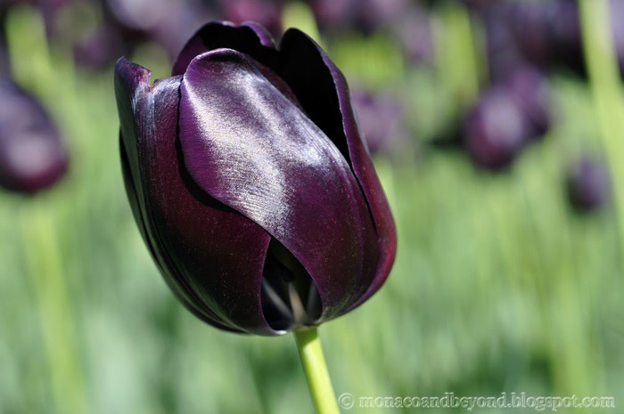 black tulip ALAMY (700x465, 48Kb)