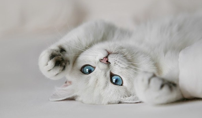 1337114539_white_cat_1 (700x410, 32Kb)