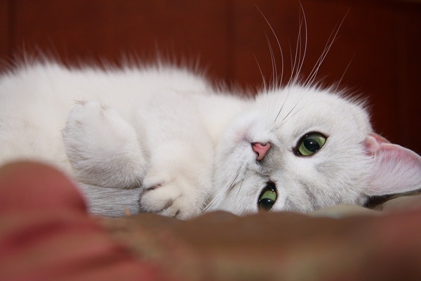 white cat (10) (600x400, 41Kb)