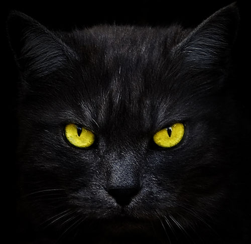 Black Cats (8) (500x485, 31Kb)