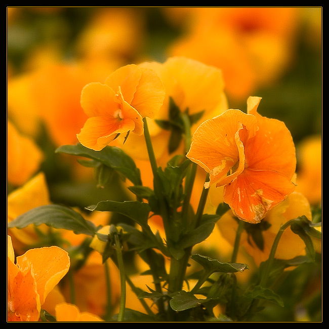 3303834_an_gl_8 (650x650, 131Kb)