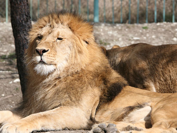 - /4183438_1safari_park3 (600x450, 71Kb)