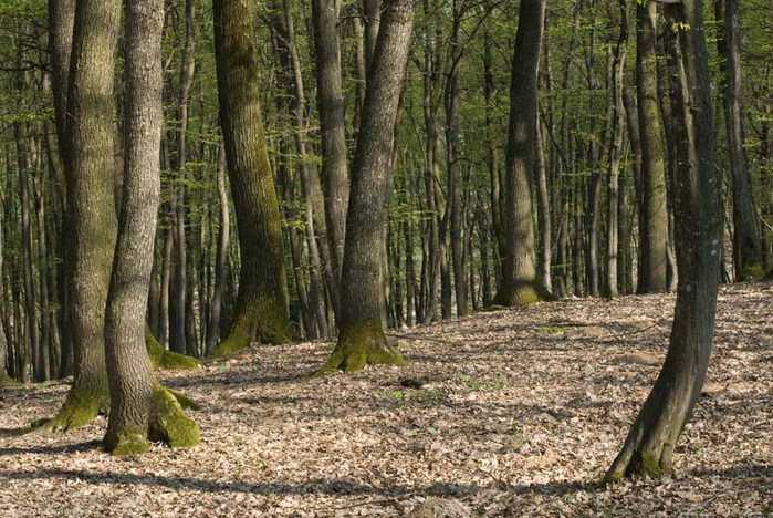 shirokolistvennyj_les_foto_01 (740x468, 146Kb)