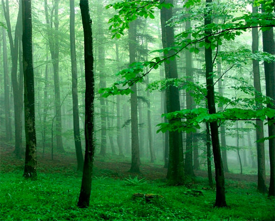 shirokolistvennyj_les_foto_11 (740x633, 92Kb)