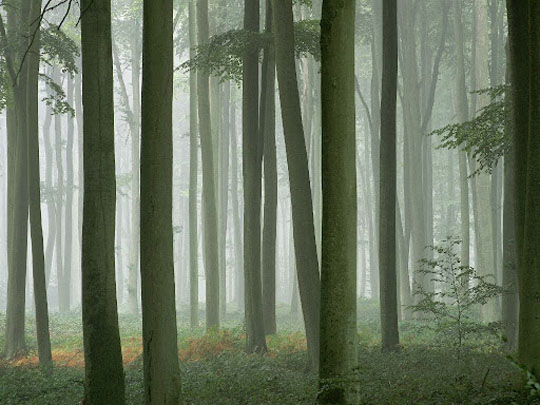 shirokolistvennyj_les_foto_18 (740x605, 74Kb)