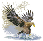  Eagle in Flight (570x540, 253Kb)